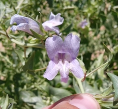 Epixiphium wislizeni