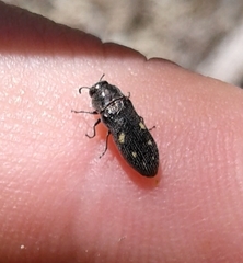 Acmaeoderopsis hulli