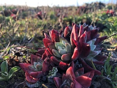 Dudleya farinosa