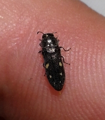 Acmaeoderopsis hulli