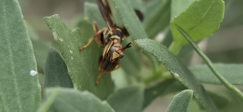 Brown Wasp Mantidfly