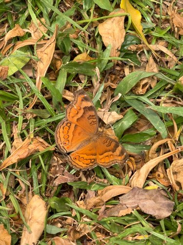 Junonia hedonia