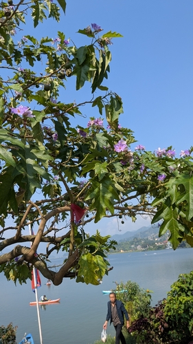 Solanum wrightii observed 2026-10-19