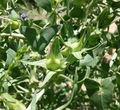 Epixiphium wislizeni