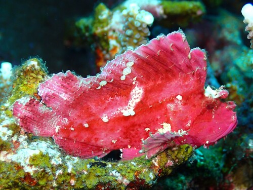Taenianotus triacanthus observed 2026-10-19