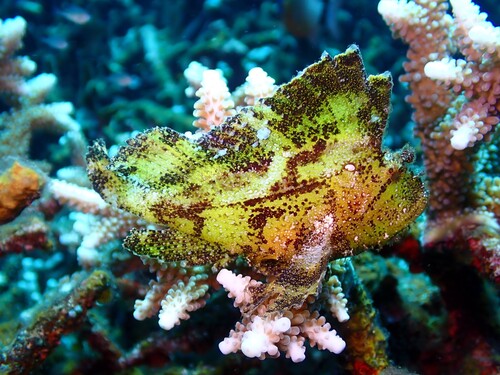 Taenianotus triacanthus observed 2026-10-19