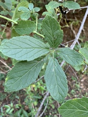 Cyphostemma buchananii