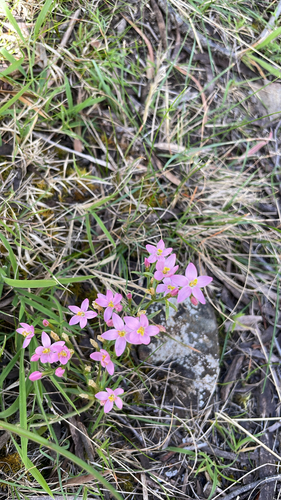 Centaurium erythraea observed 2026-10-19