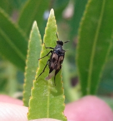 Macrosiagon pectinata
