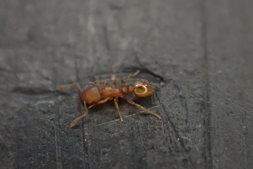 Tetramorium simillimum observed 2026-10-19