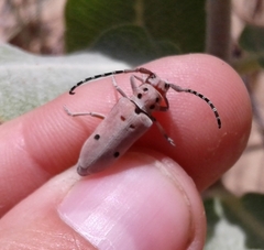 Tetraopes annulatus