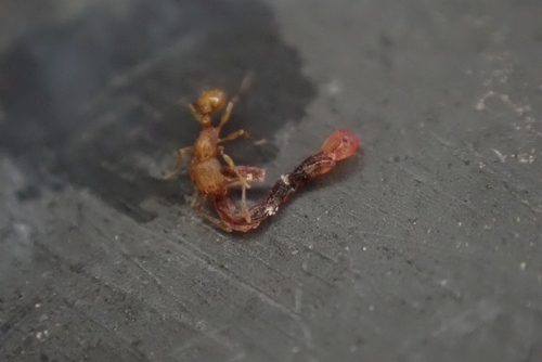 Tetramorium simillimum observed 2026-10-19