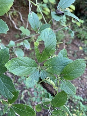 Cyphostemma buchananii