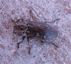 Chrysobothris mescalero