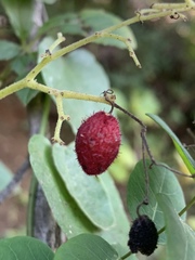 Cyphostemma buchananii