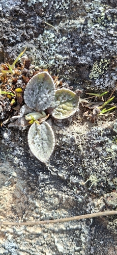 Brachyglottis bellidioides observed 2026-10-19