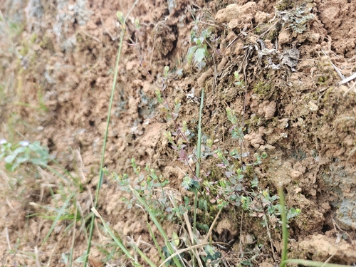 Hypericum japonicum observed 2026-10-19
