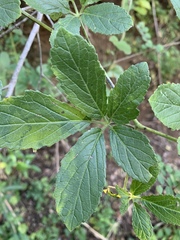 Cyphostemma buchananii