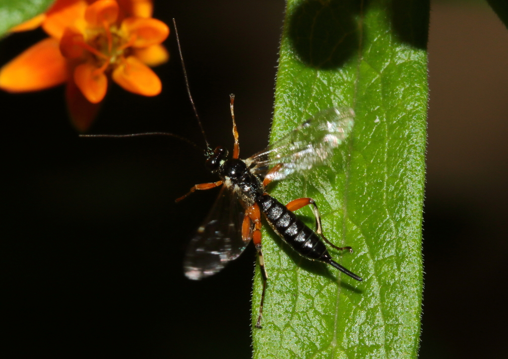 Pimpla from Mableton, GA, USA on May 26, 2020 at 06:19 PM by ...