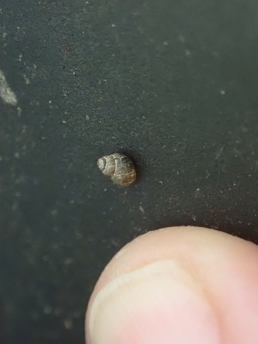 Lamellidea observed 2026-10-19