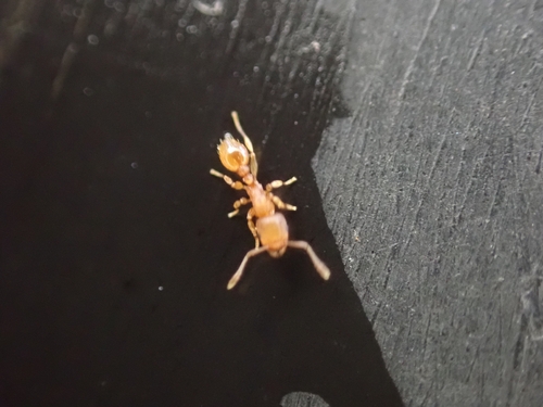 Tetramorium simillimum observed 2026-10-19