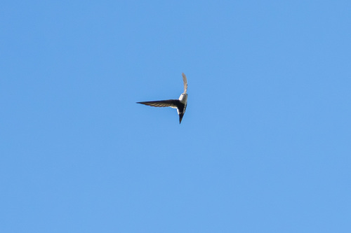 White-throated Swift