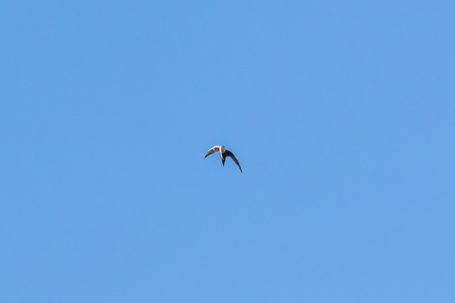 White-throated Swift