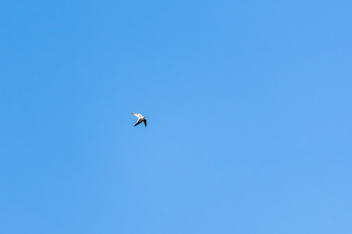 White-throated Swift