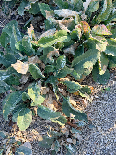 Lepidium latifolium, 2026-10-17