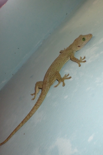 Gekko smithii observed 2026-10-17