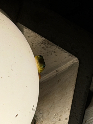 Phelsuma laticauda observed 2026-10-18