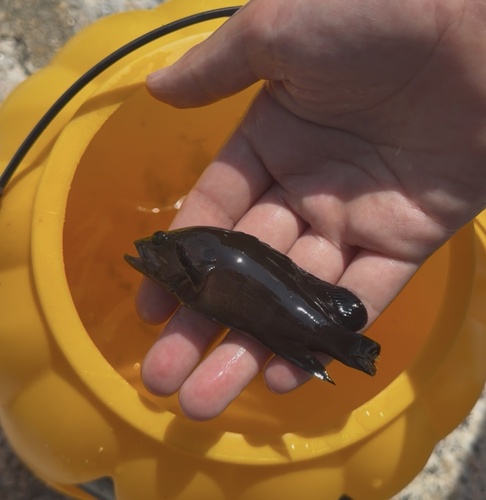 Cephalopholis boenak observed 2026-10-19