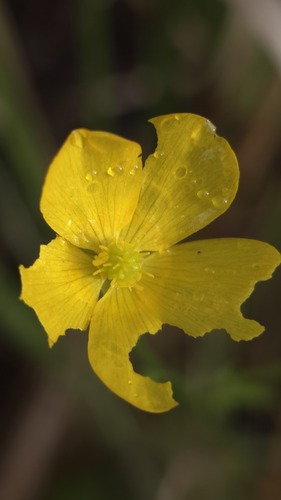 Ranunculus lappaceus observed 2026-10-17
