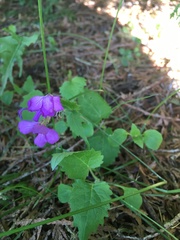 Hesperis matronalis