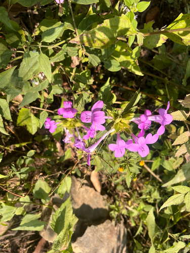 Barleria cristata observed 2026-10-19