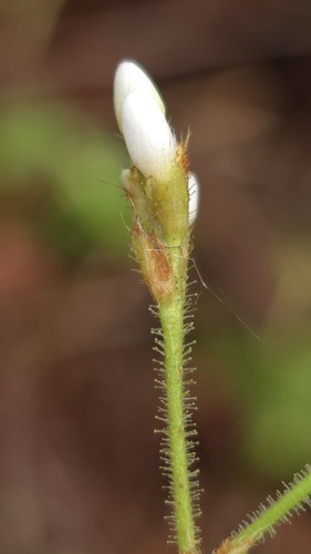 Persicaria strigosa observed 2026-10-17