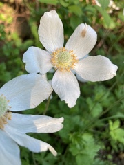 Anemonoides sylvestris