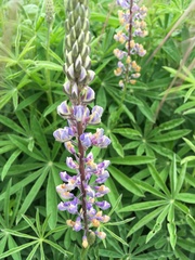 Lupinus oreganus