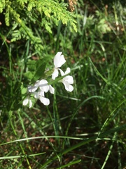 Hesperis matronalis