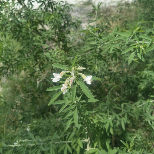 Cytisus proliferus observed 2026-10-19