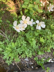 Anemonoides sylvestris