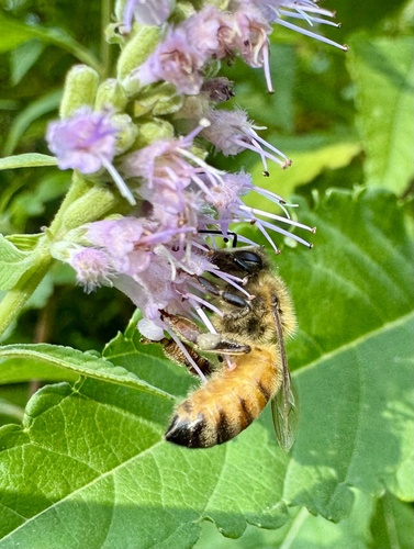 Western Honey Bee