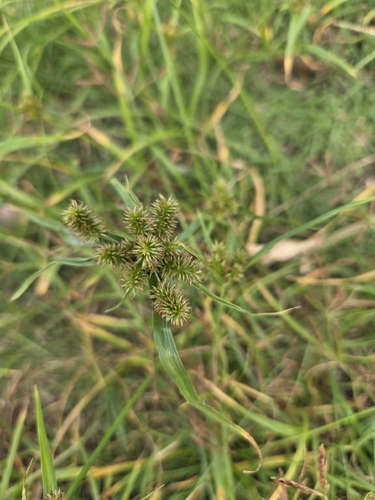 Cyperus cyperoides observed 2026-10-19