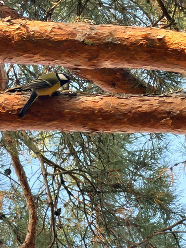 Great Tit