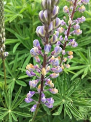 Lupinus oreganus