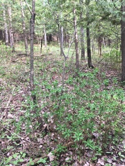 Daphne mezereum