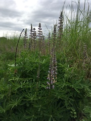 Lupinus oreganus