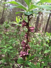 Daphne mezereum