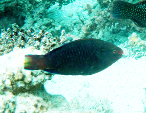 Scarus niger observed 2026-10-18