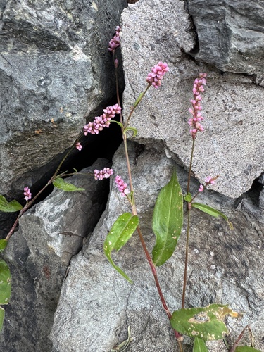 low smartweed